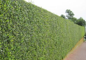 hedge-cutting-maintenance-stockwell