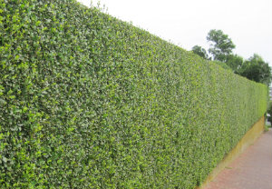 hedge-cutting-maintenance-stockwell